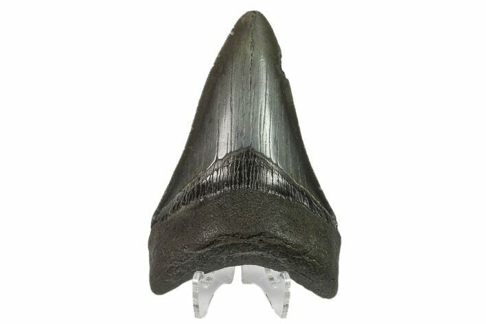 Fossil Megalodon Tooth - Serrated Blade #130797